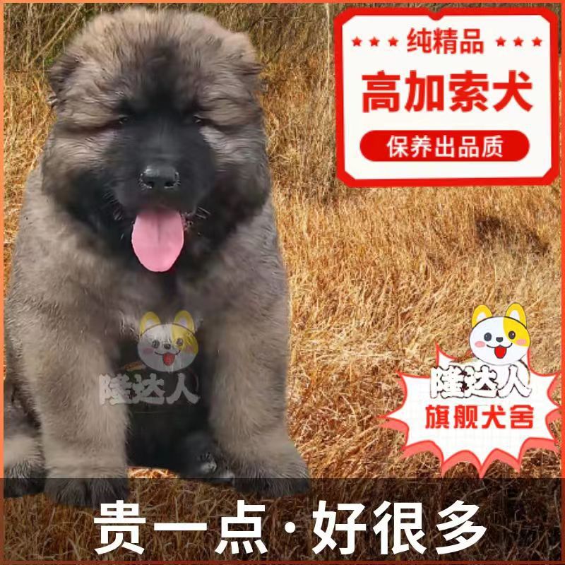 纯种高加索犬幼犬活体巨型俄罗斯熊版高加索打猎狗猛犬高加索出售