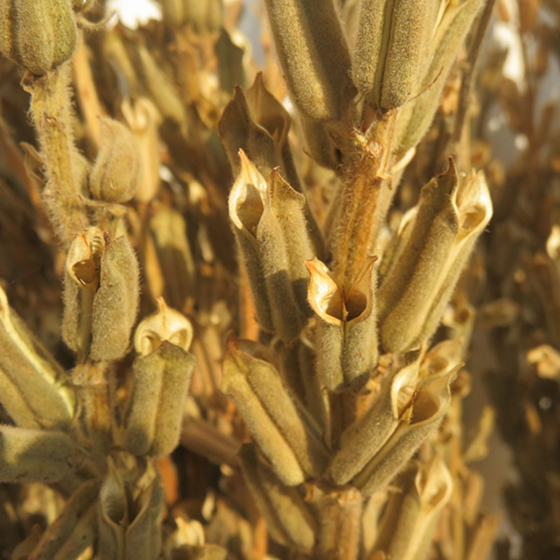 黑芝麻秸秆芝麻杆梗喜事搬家乔迁开业农作物装饰芝麻开花节节高