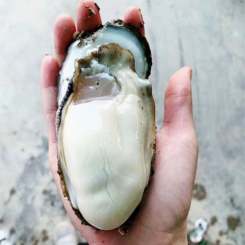 【一件代发】北海红树林天然生蚝鲜活大牡蛎海蛎子供烧烤抖音快手
