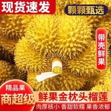 泰国进口金枕头榴莲新鲜一整个带壳A级果巴掌榴莲新鲜水果餐饮生