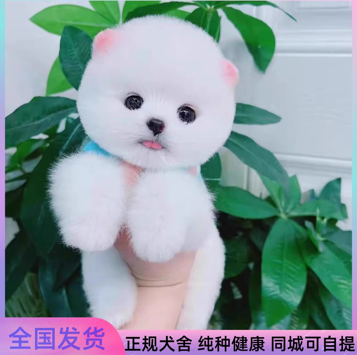 茶杯犬纯种博美幼犬长不大俊介小型犬活体可爱小博美家养宠物狗狗