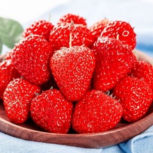 草莓现摘现发云南奶油99莓超甜牛奶莓批发价包邮