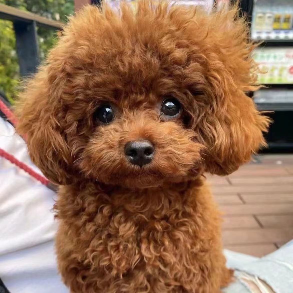 纯种泰迪幼犬活体茶杯犬泰迪犬贵宾犬幼崽家养宠物狗狗小型犬泰迪