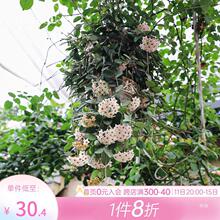 红巴顿球兰(粗颗粒种植,此款不可转土)_阿里巴巴找货