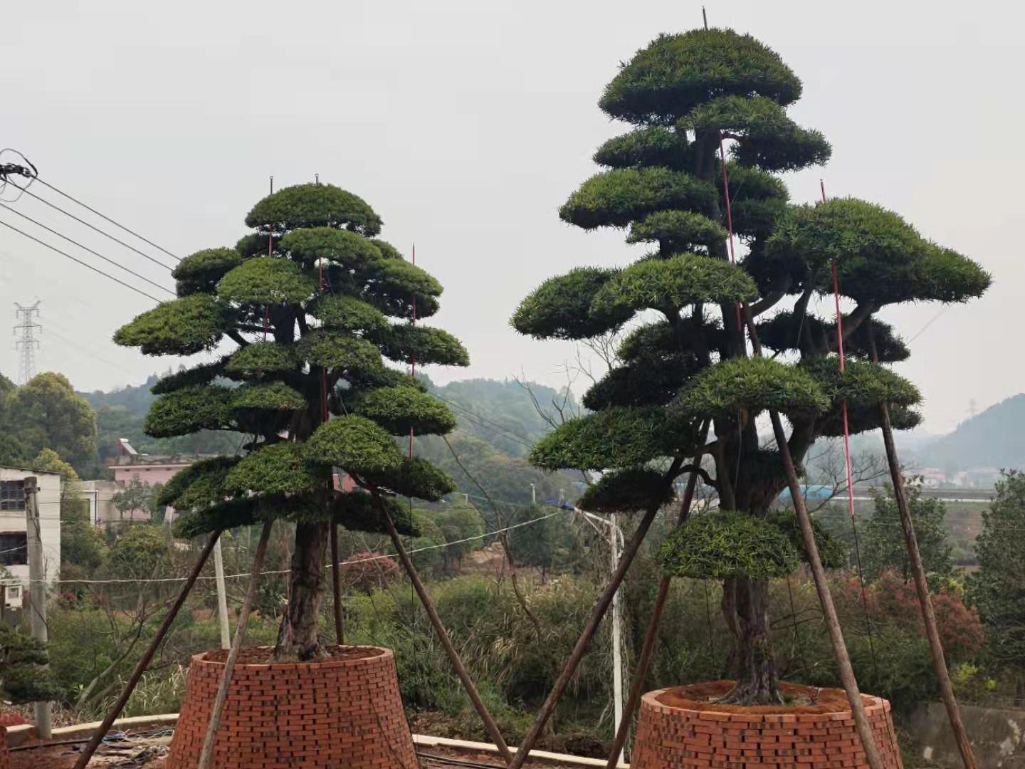 精品罗汉松造型树园林工程绿化行道庭院树 规格齐全湖南基地直销