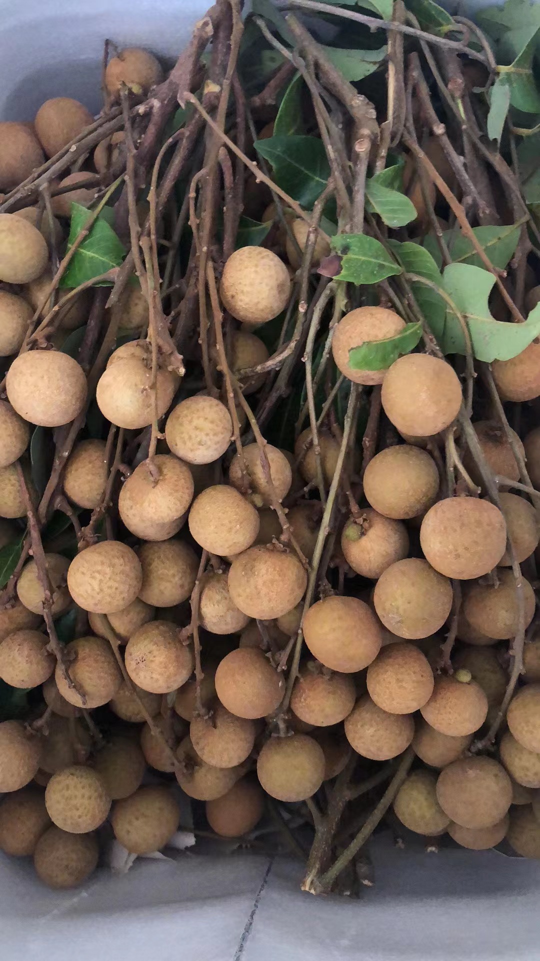 一级桂圆博白正宗桂圆肉干 元肉无糖灯笼肉龙眼肉无核新货250克