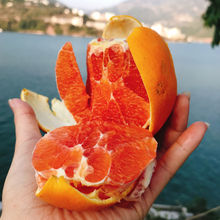 血橙湖北三峡秭归早熟中华红血橙红心肉橙子脐橙新鲜应季孕妇水果
