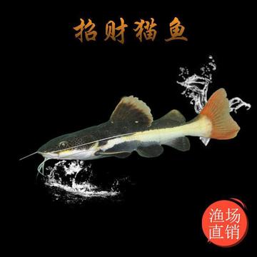 招财猫鱼好养鲶鱼红尾猫金丝淡水肉食底层凶猛幼鱼苗