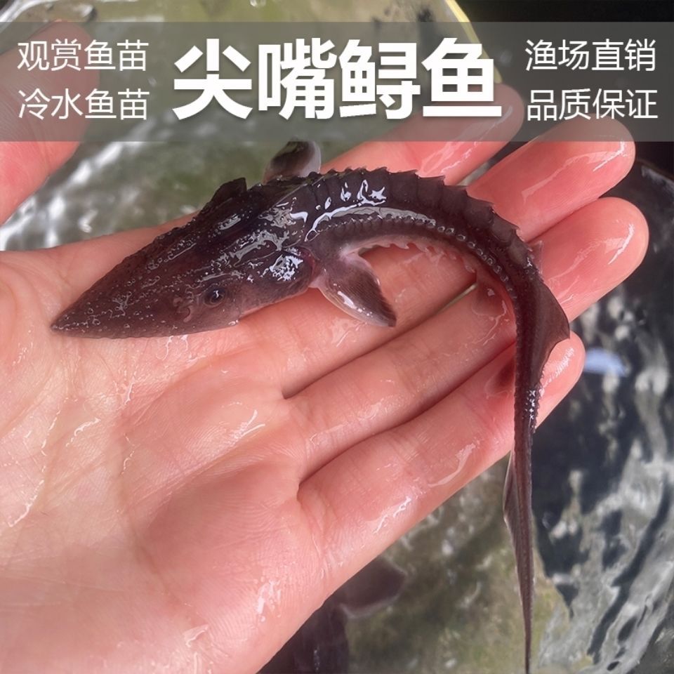 清道夫鲟鱼鱼苗宠物鱼淡水鱼观赏鱼冷水鱼吃粪便鱼好养耐活可混养