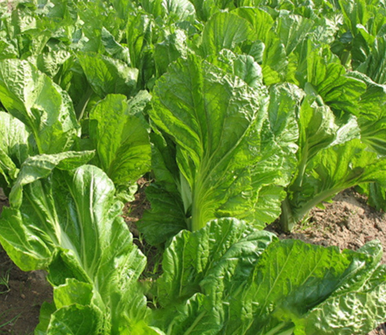 甜竹芥芥菜种子 农田菜园四季盆栽蔬菜芥菜籽原装正品