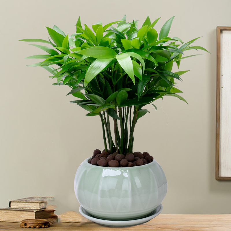 竹柏盆栽办公室内四季常青净化空气吸甲醛防辐射桌面驱蚊绿植庭院