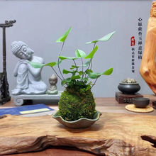 苔藓球心愿蕨耐迷你创意绿植室内耐好养净化空气水培植物