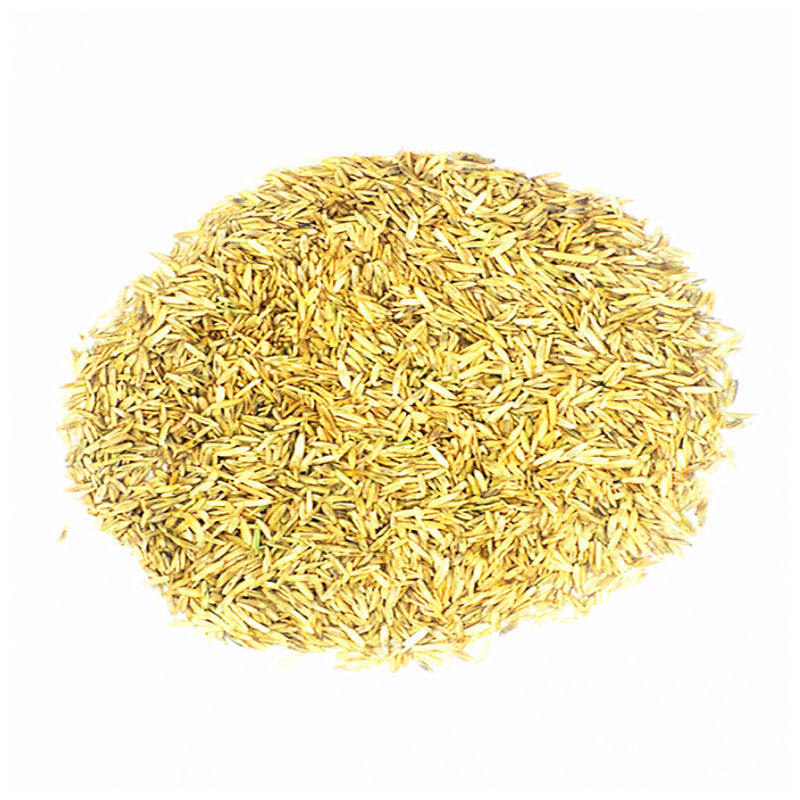 厂家批发草坪种子 绿化工程紫羊茅种子 出芽率好苇状羊毛种子