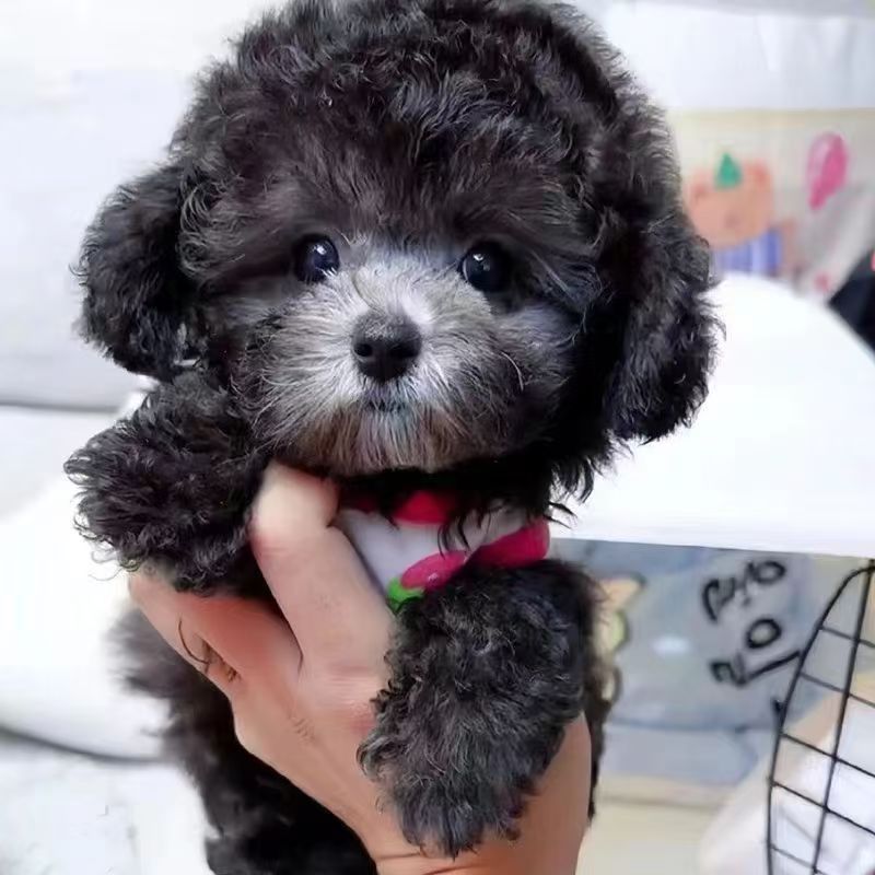 纯种泰迪幼犬活体茶杯犬长不大小泰迪幼崽家养宠物狗狗小型犬泰迪