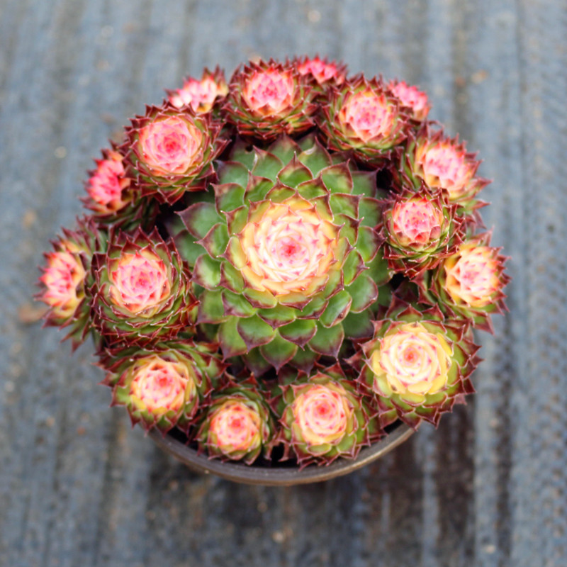 七彩观音莲群生大颗室内多肉植物组合盆栽花卉绿植稀有品种防辐射