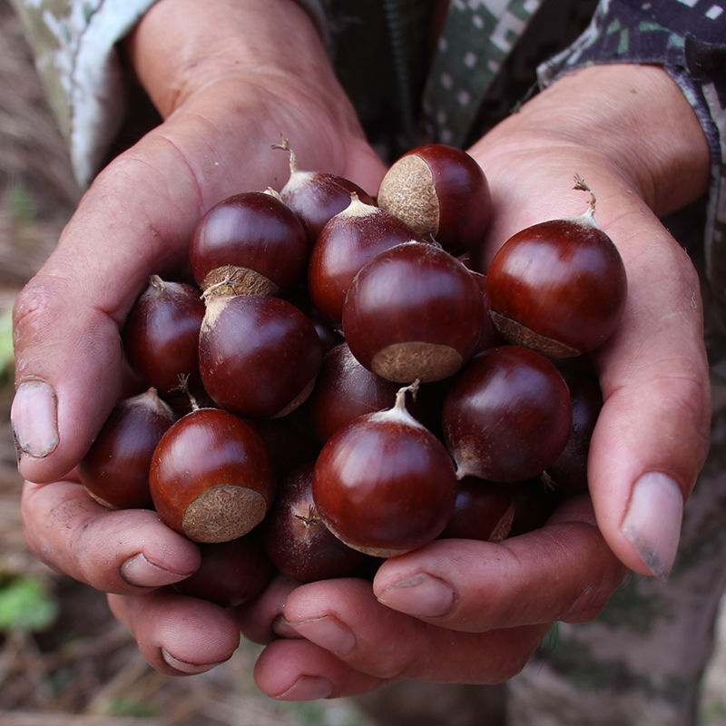 新鲜建瓯锥栗级大果福建野生毛栗子糖炒板栗现摘5斤圆油锥生栗