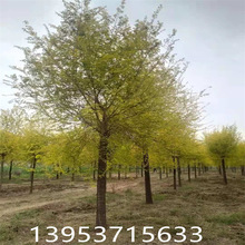 园林工程绿化用苗  8-20公分金叶榆  行道树