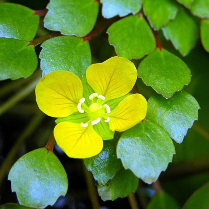 厂家批发 黄花菱苗 水生植物 危地马拉水丁香 菱叶丁香蓼