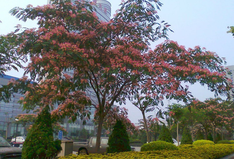 合欢花树苗绒花树南北方庭院别墅植物盆栽风景树绿化苗木芙蓉苗树