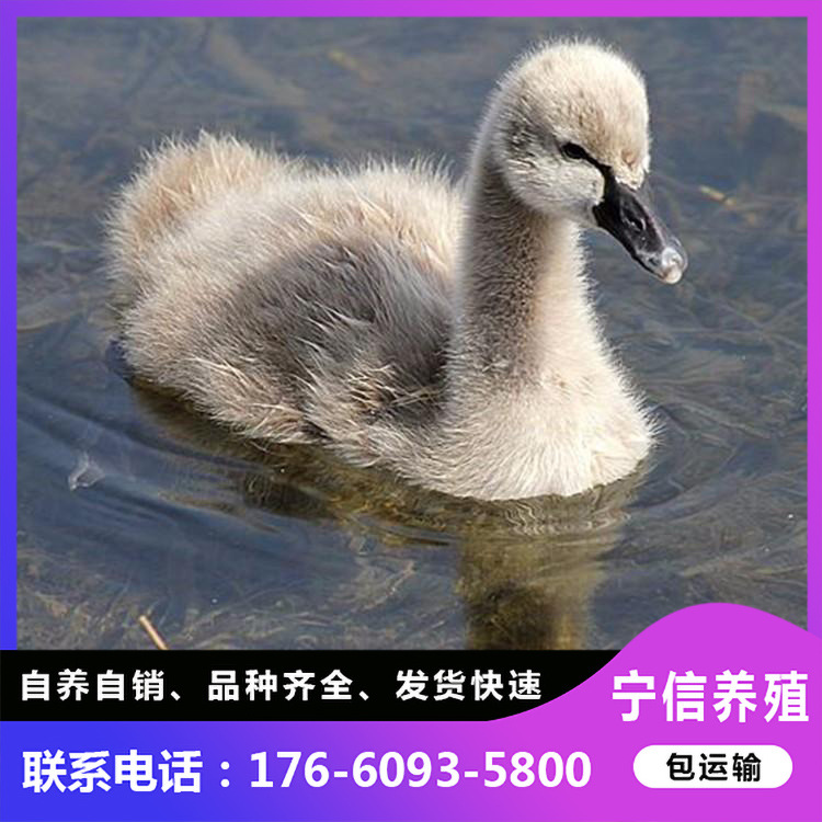 黑天鹅厂家供应 黑天鹅小鹅 常年出售黑天鹅苗 销售价格