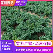 苏格兰羽衣甘蓝种子食用观赏蔬菜种子阳台盆栽实惠价供应