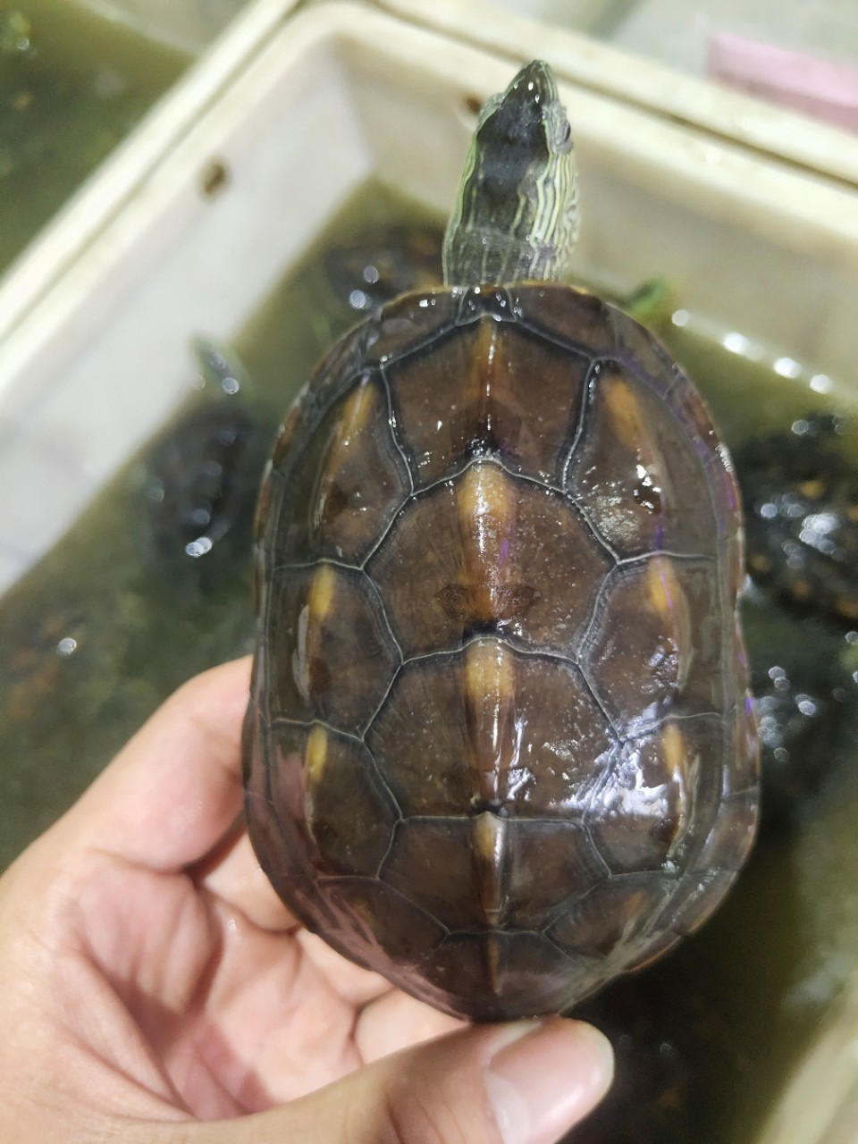 批发外塘台湾草龟放生龟花龟苗绿线草龟珍珠龟花龟观赏宠物中华