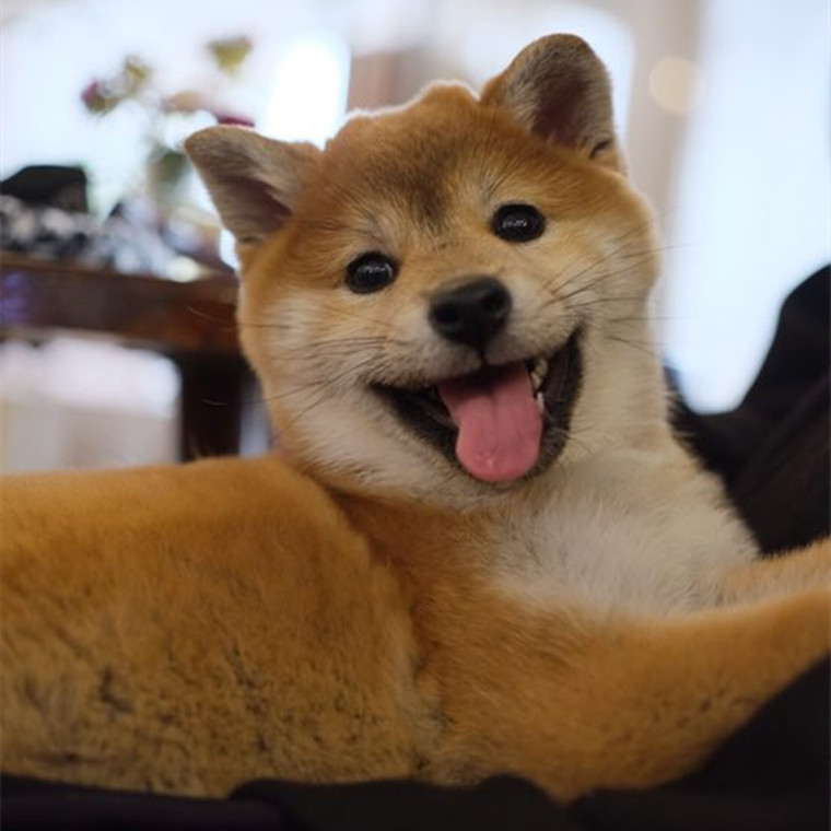 出售纯种柴犬活体日本柴犬幼犬宠物犬小柴犬动物狗赤色中型犬柴犬