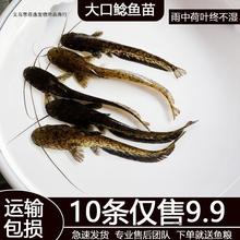 南方大口鲶鱼苗淡水养殖食用活体河鲶土鲶二须鲶肉食塘鲺鲶苗冷水