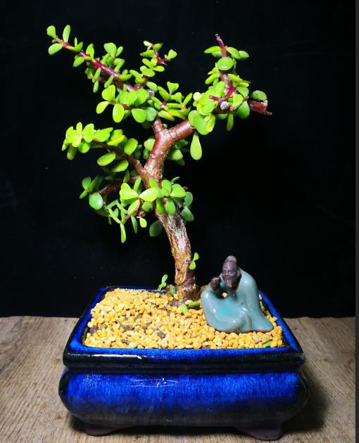 金枝玉叶 玉树 雅乐之舞 电脑防辐射绿植盆景多肉植物