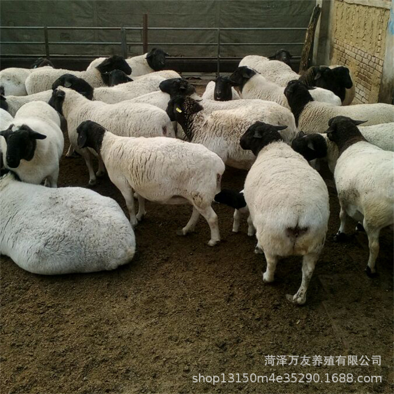 纯种杜泊羊繁殖育肥 小尾寒羊多少钱一只 萨福克羊价格产地