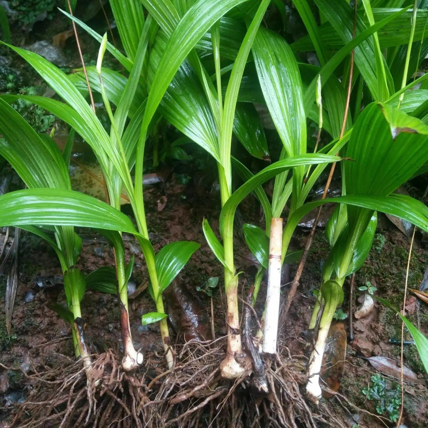 20株包邮白芨种苗 白及苗紫花三叉白及种苗 白芨种植苗基地直销