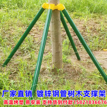 树木支撑固定器大树防风园林绿化果树支架树苗镀锌钢管支撑杆固定