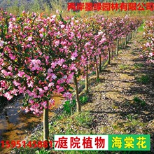 海棠树苗西府海棠北美海棠庭院绿化植物四季地栽盆栽苗木园林