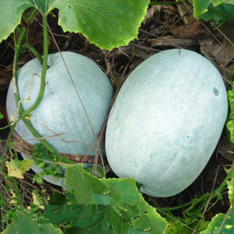 一串铃冬瓜种籽迷你水果粉皮小冬瓜种子瓜高产春藤四季菜园蔬菜孑