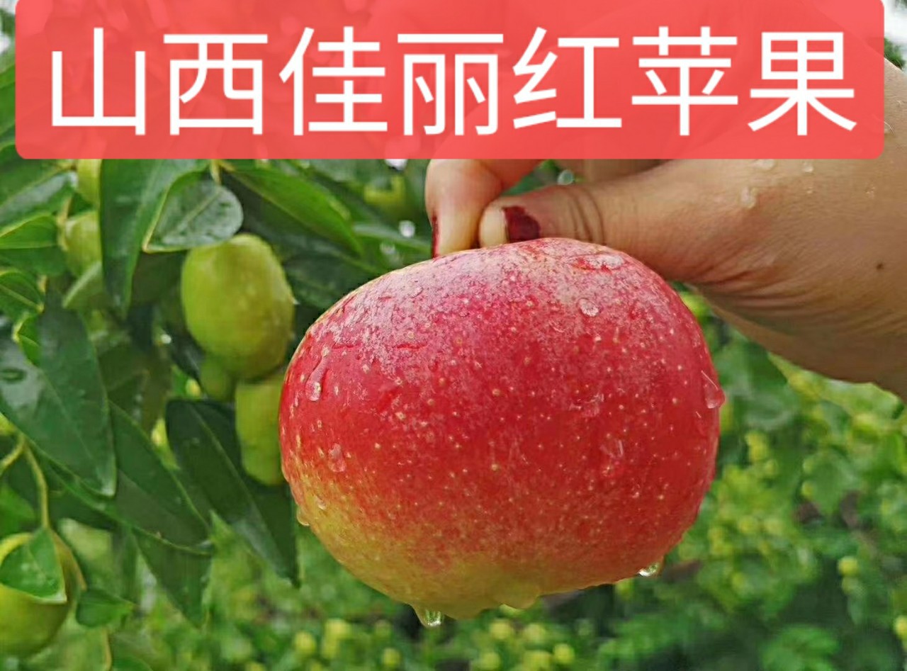 山西佳丽红苹果2021现摘现发非青苹果红嘎啦苹果一件代发5斤10斤