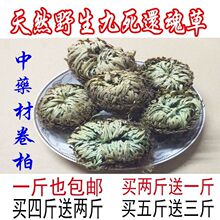 卷柏 九死还魂草 石柏 岩柏草500克 包邮