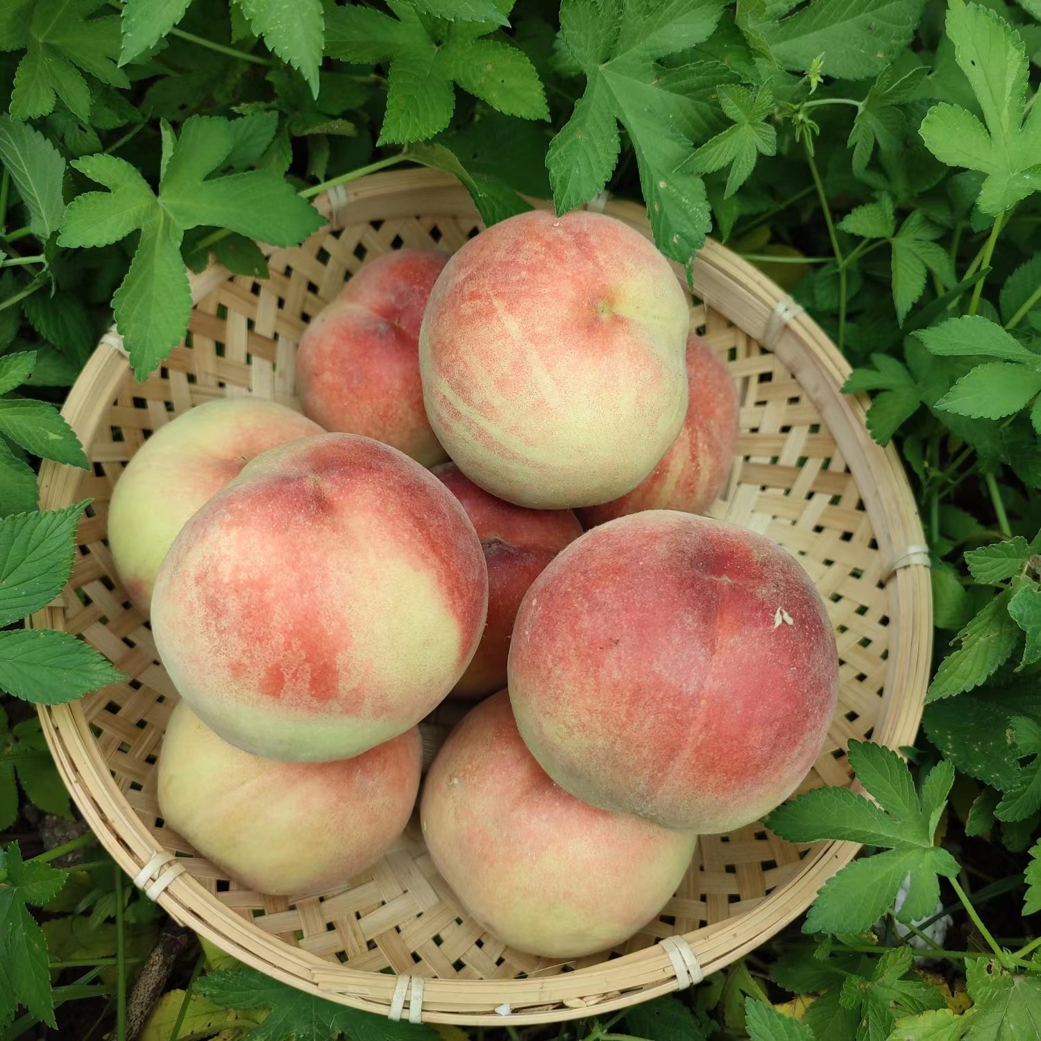 现摘现发当季水蜜桃《突围水蜜桃》脆甜新鲜桃子水果应季毛桃