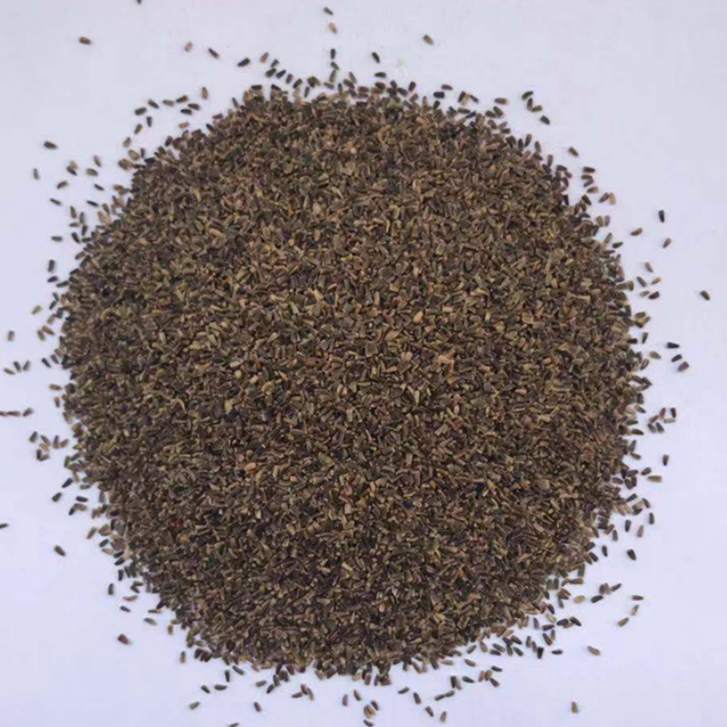 菊苣种籽 猪羊牛兔可食牧草草种子 多年生四季高产养殖鱼草种籽