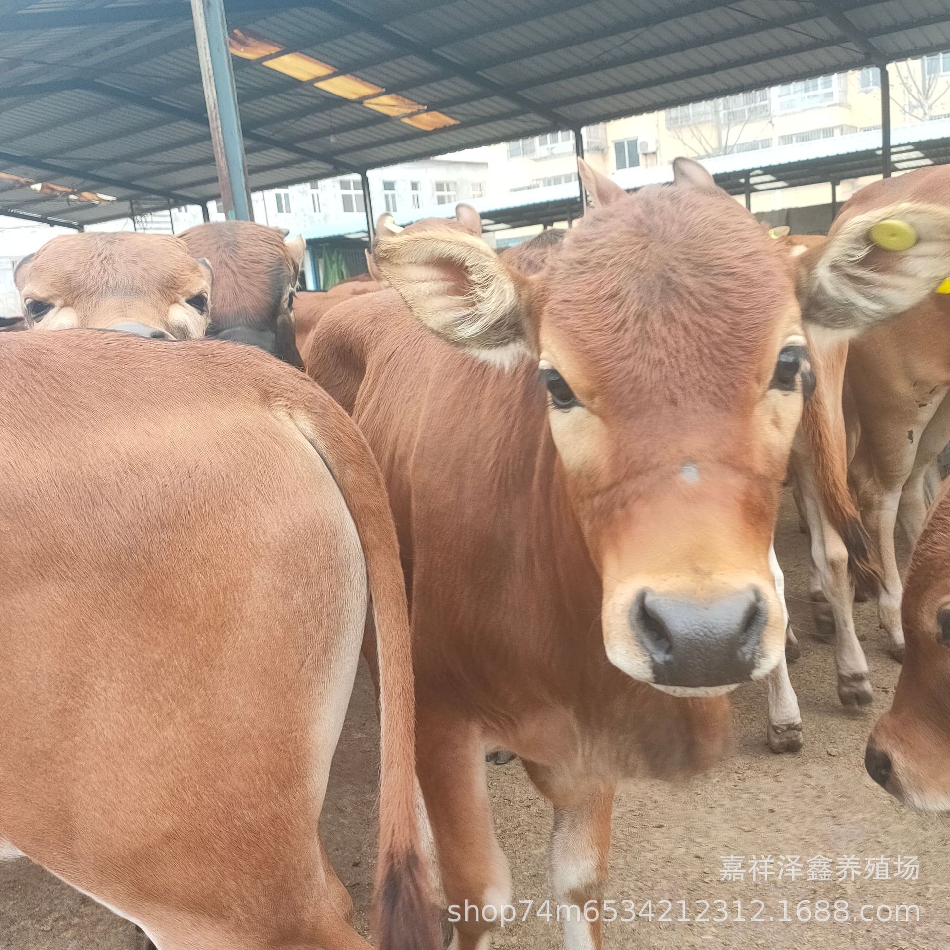 哪有卖鲁西黄牛犊鲁西黄牛种牛鲁西黄牛母牛鲁西黄牛小牛苗多少钱