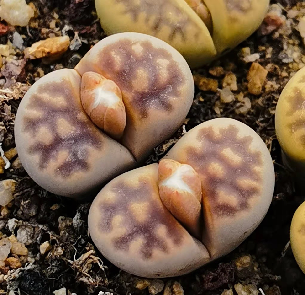 基地大棚直供多肉植物生石花琥珀玉双头母本花卉绿植园艺小盆栽pp