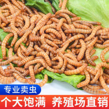 面包虫活虫黄粉虫金龙鱼乌龟仓鼠大麦虫画眉鸟食八哥幼虫钓鱼