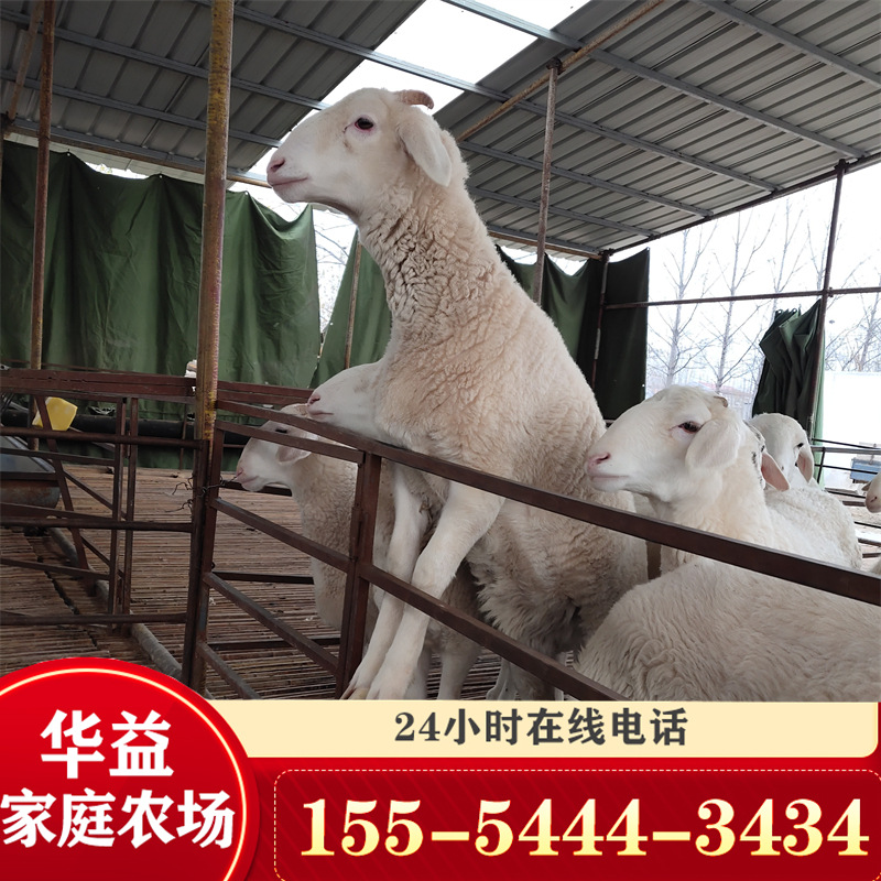 销售小尾寒羊 公羊价格 波尔山羊怀胎活体 小尾寒羊出肉率高-阿里巴巴