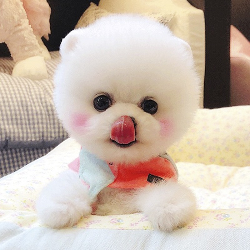 长不大的袖珍茶杯犬泰迪贵宾比熊俊介博美犬幼犬宠物狗狗