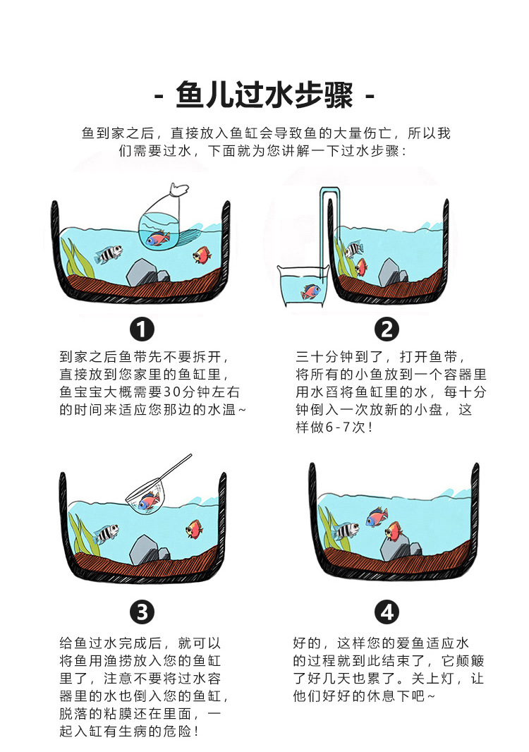 练手兰寿鱼苗金鱼苗小鱼苗自养活鱼观赏鱼冷水鱼水族箱家养
