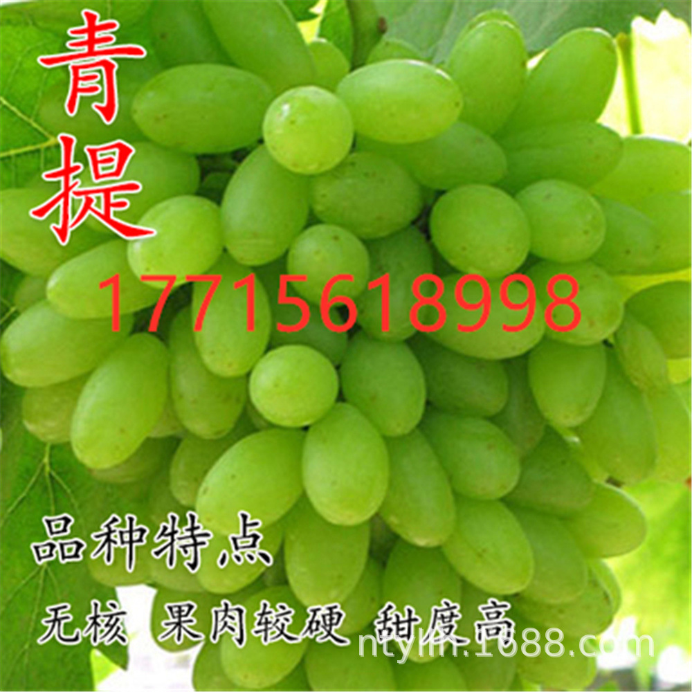 攀金日本香印晴王葡萄苖 阳光玫瑰无核葡萄树苖 青提无子葡萄树苗