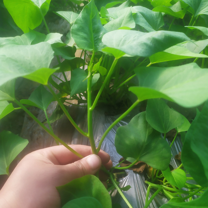 板栗红薯苗副本5