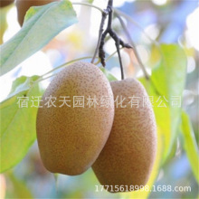 金珠红美人酥梨树苗早酥红梨树嫁接苗香水梨苗南北方种植当年结果