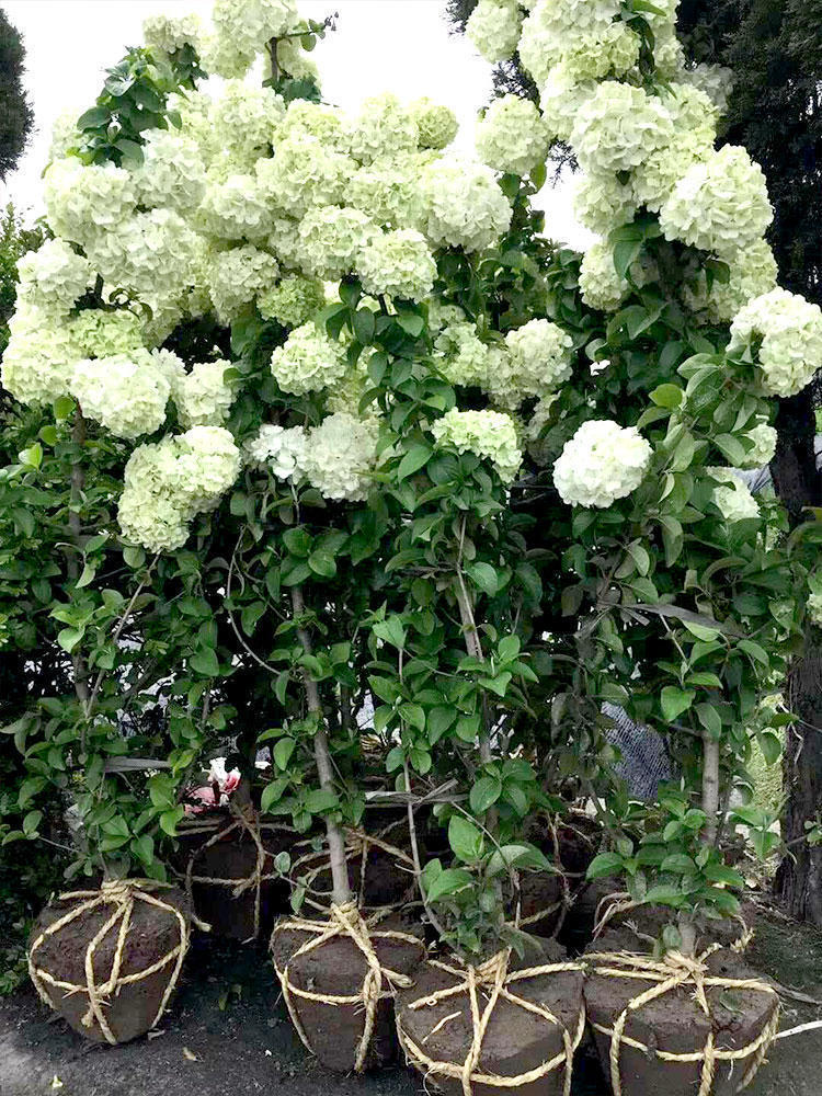木本绣球树苗中华大花木琼花木八仙花绣球室外庭院地栽盆栽绣球花