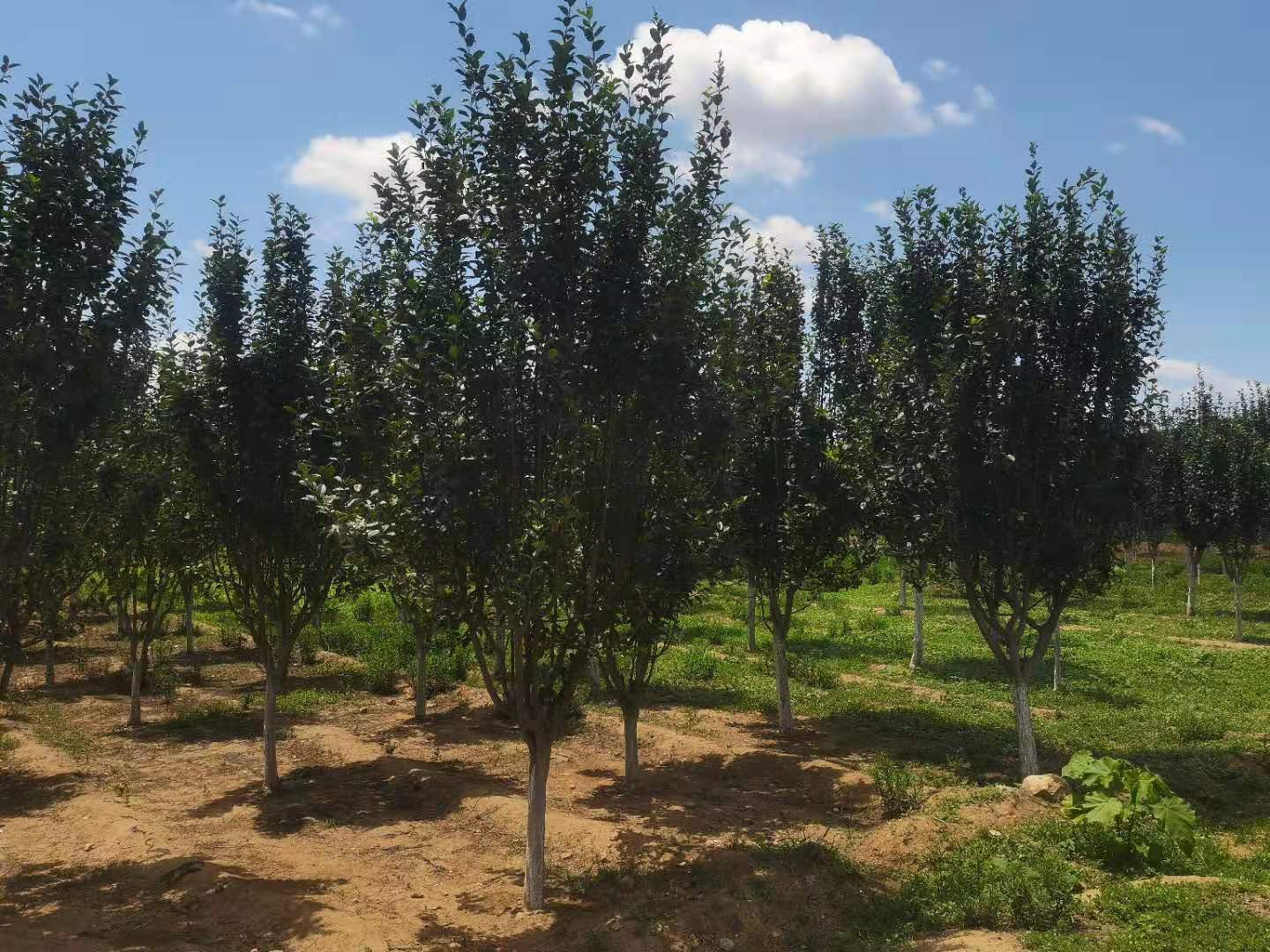 园林西府海棠树苗 绿化工程落叶性乔木苗木 露地庭院美化风景树