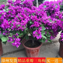 三角梅新品种多色重瓣盆栽苗爬藤庭院花四季开花四季开花老桩小苗